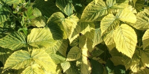 Hloroza listova maline: liječenje i fotografija